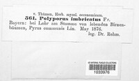 Polyporus imbricatus image